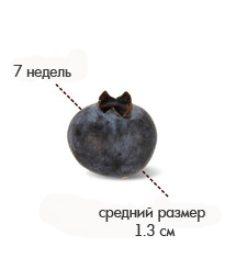 7 недель черника.jpg